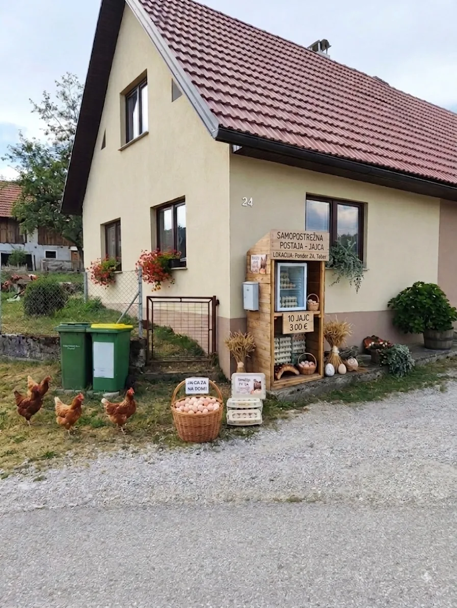 Domača jajca pašne reje