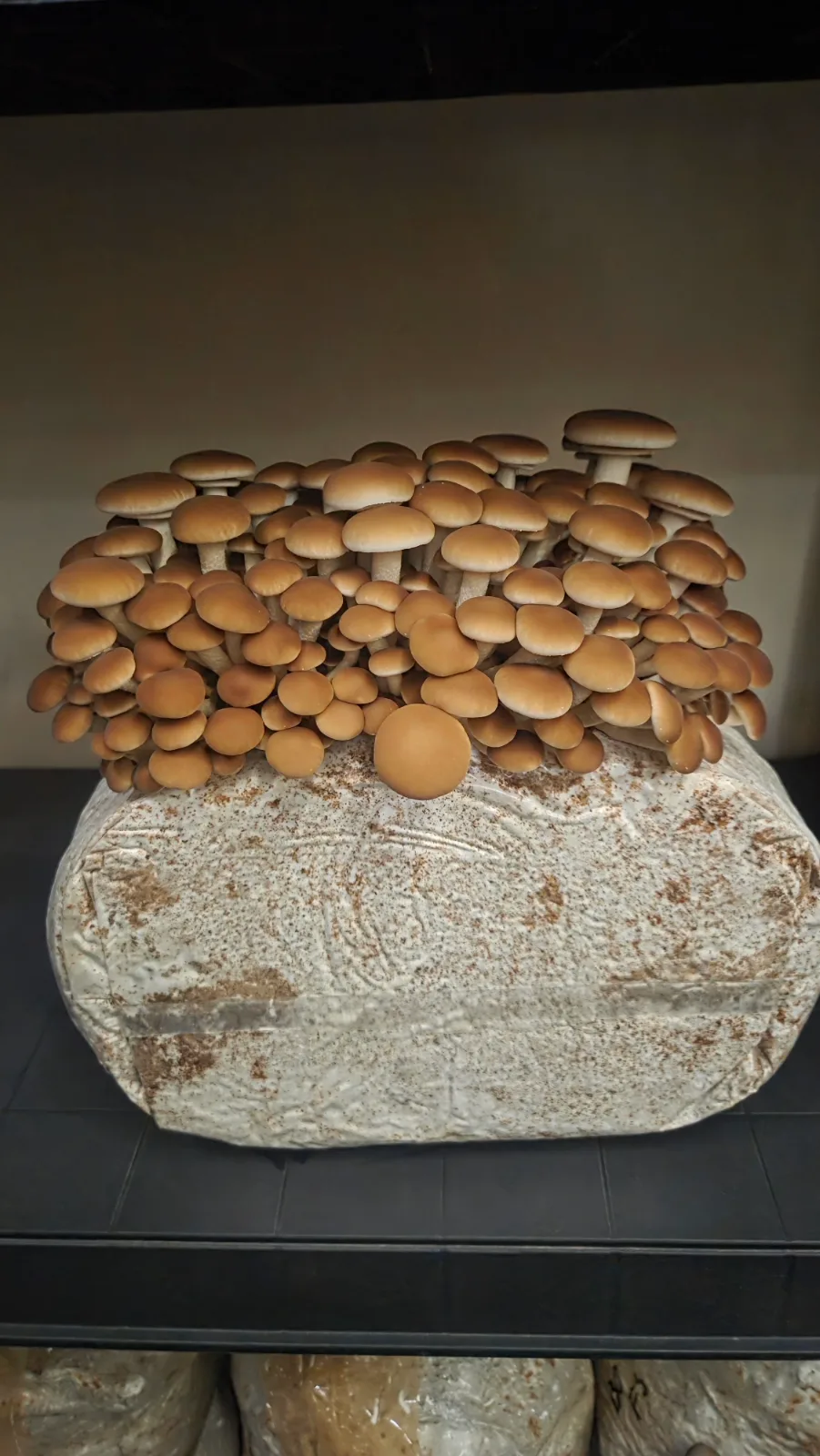 Topolovke