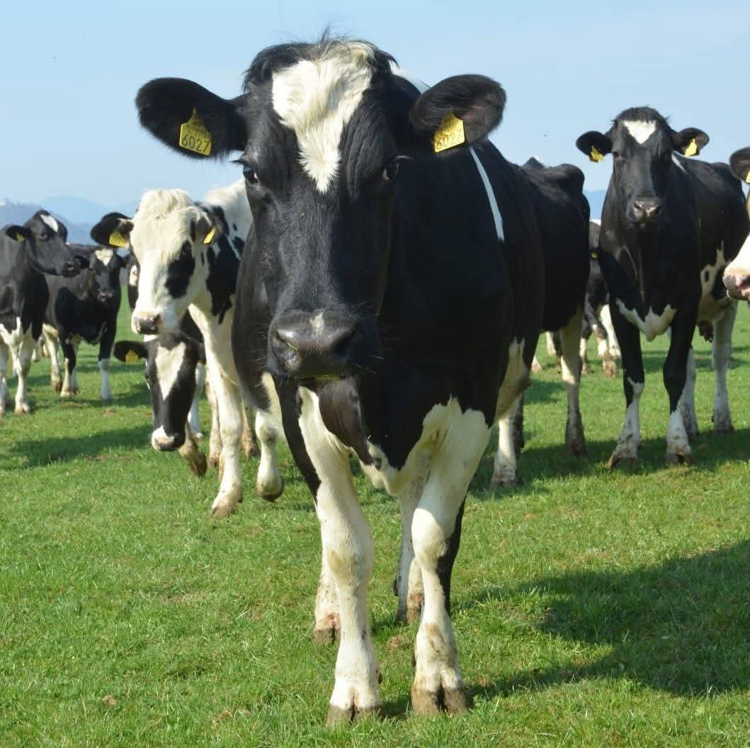 Slika uporabnika $Kmetija Basaj